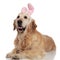 Curious golden retriever with easter bunny ears lying