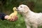 curious golden retriever puppy and duckling outdoors in summer