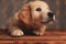 Curious golden retriever puppy looking up