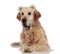 Curious golden retriever wearing fluffy bear ears lying