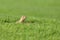 Curious gopher looks out