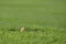 Curious gopher looks out