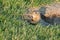 Curious gopher looks out