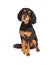 Curious Gordon Setter Mix Breed Dog Sitting