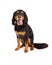 Curious Gordon Setter Mix Breed Dog Sitting With Open Mouth