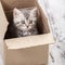 Curious gray kitten in cardboard box