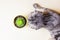 A curious gray Scottish fold cat sits next to a cactus and sniffs it.