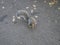 Curious Gray Squirrel on a gray background.