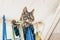 Curious gray tabby kitten lying on top of clothes horse