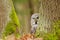 Curious Great grey owl