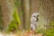 Curious Great grey owl