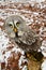 Curious Great grey owl