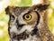 Curious Great Horned Owl