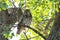 Curious Great Horned Owl Being Watchful in the Forest