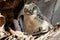 A Curious Great Horned Owlet