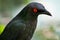 Curious Greater Blue-eared Glossy Starling, Lamprotornis chalybaeus