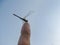 A curious green dragonfly sits on a raised finger