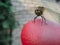 A curious green dragonfly sits on a red ball