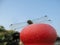 A curious green dragonfly sits on a red ball