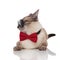 Curious grey burmese cat wearing sunglasses and bowtie resting