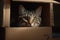curious grey cat peeks out from a cardboard paper box illustration generative ai