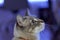 Curious Grey Cat Posing Against a Serene Blue Backdrop, Fixating Gaze on Prey Aloft