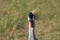 Curious Grey Crowned Crane