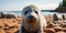 Curious grey seal pup resting on a pebble beach with the ocean in the background embodying wildlife innocence