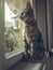 Curious grey tabby European cat sitting on the window sill and looking outside