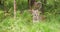 Curious grey wolf looking after prey in the dense summer forest