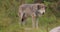 Curious grey wolf looks and smells after rivals and danger in the forest