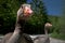 Curious Greylag geese