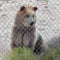 A Curious Grizzly Bear in a Zoo Cage