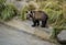 Curious grizzly cub