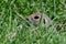 A curious ground squirrel