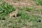 A curious ground squirrel