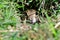 A curious ground squirrel