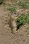 A curious ground squirrel