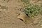 A curious ground squirrel