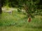 Curious ground squirrel