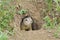 A curious ground squirrel looks out of the hole.