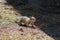 Curious ground squirrel in natural habitat in californian forest