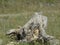 Curious ground squirrels on a stump