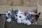 Curious group of cute small domestic kittens cat in brown paper