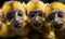 Curious Group of Squirrel Monkeys Gazing Intently Vivid Yellow Fur Expressive Faces Close-up Portrait