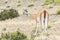 Curious guanaco lama in pampa