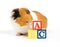 Curious guinea pig is learning the ABC