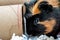 A curious Guinea pig playing with a cardboard tube used for enrichment and stimulating entertainment.