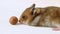A curious hamster crawls up to a hazelnut, freezes, sniffs and crawls away.