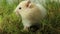 A curious hamster is looking for food. A fluffy rodent washes in the green grass
